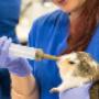 Uploaded by visitor on 31/3/2017 - Pet caccinations at AES