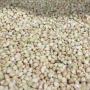 Buckwheat