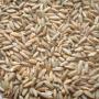Rye Grain