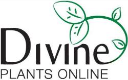 Divine Plants Online