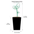 Tube Stock Plants Online
