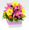 Harlequin Bright - Floret Boutique