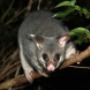 Uploaded by visitor on 11/8/2017 - Possum Removal Melbourne