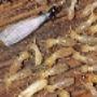 Uploaded by visitor on 11/8/2017 - Termite Pest Control