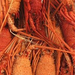 Direct Seafood O'Connor, Perth WA