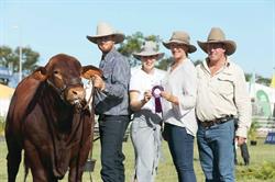 Redline Brangus - Eidsvold, QLD