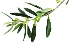 Bentwood Olive Grove