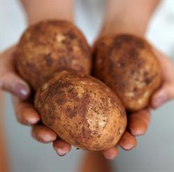Red Gem Potatoes