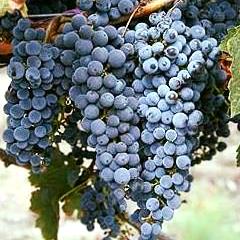 Stanthorpe Wines Queensland Wineries Aventine Wine
