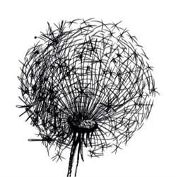 Hayfever Flowers
