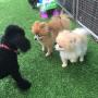 Clean Interior Play area from friendly toy dogs