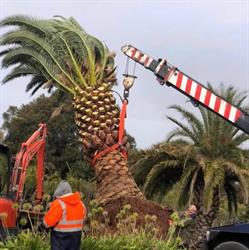 Palm World Nursery