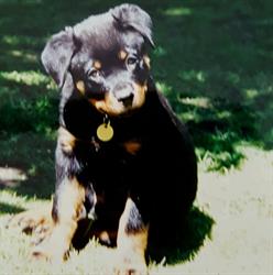 Eastern Companion Dog Training