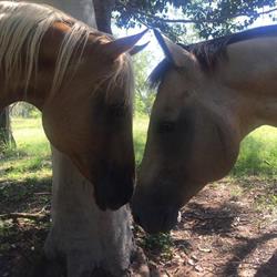 Stoney Creek Farmstay Australia