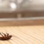 123 Pest Control Brisbane