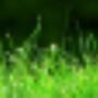 green-grass-cropped