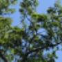 Tree Removal Adelaide