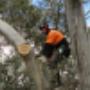 Tree Removal Northern Adelaide