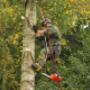 Tree Removal Northern Suburbs