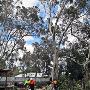 Tree and stump removal Adelaide