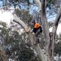 Tree lopping Adelaide