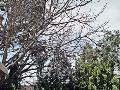 Tree Lopping Adelaide