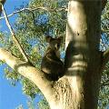 Tree and Stump Removal Adelaide