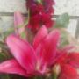 Uploaded by visitor on 16/3/2017