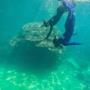 Snorkelling in the Whitsundays