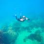 Snorkelling in the Whitsundays