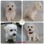 Charlie, Puppy Very First Groom Service