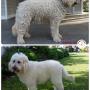 Deedee, Tidy Up Service, De-matting Service