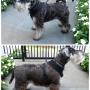 Kendrick, Full Groom Service