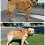 Leo, Full Groom Service