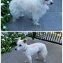 Lucy, Full Groom Service