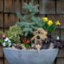 Miniature garden fairies