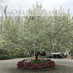 Online Plants