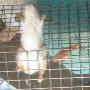 Uploaded by visitor on 6/5/2017 - Rat Control
