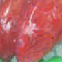 Coral_Trout.jpg