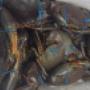 Find-Fresh,-Live,-Sweet-Tasting-Mud-Crabs-in-Vict