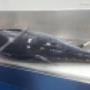 Fresh-Whole-Fish-Cleaned-