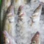 King_George_Whiting.jpg