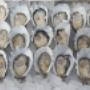 Premium-Oysters-Delivered-