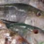 The-Big-Fish-Offers-a-Variety