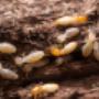 Termite Guys Brisbane