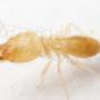 Termite Guys Brisbane