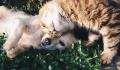 Online Pet Memorial Pet care Services
