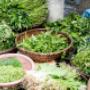 herbal medicine