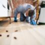 Cockroach control