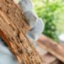Termite inspection